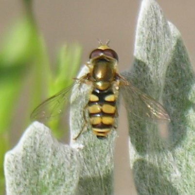 Eupeodes corollae hoverfly male