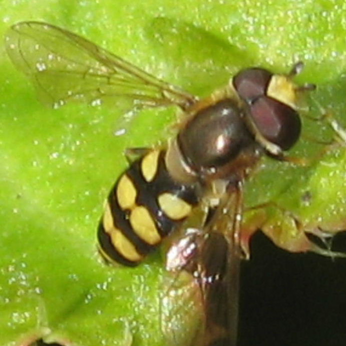 Eupeodes corollae hoverfly male