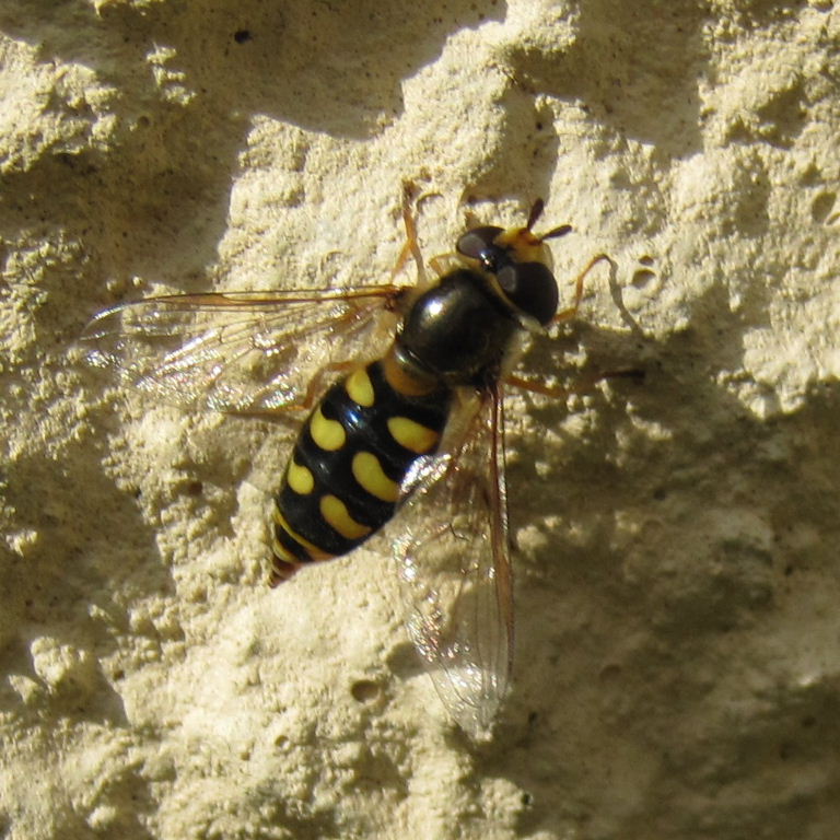 Eupeodes luniger hoverfly