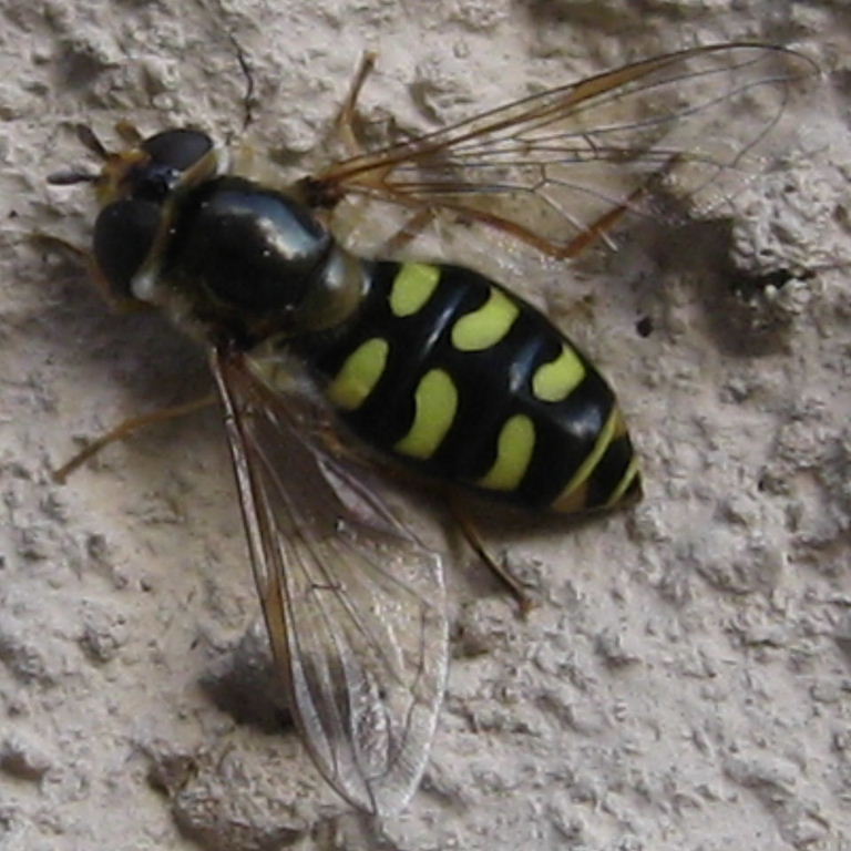 Eupeodes luniger hoverfly