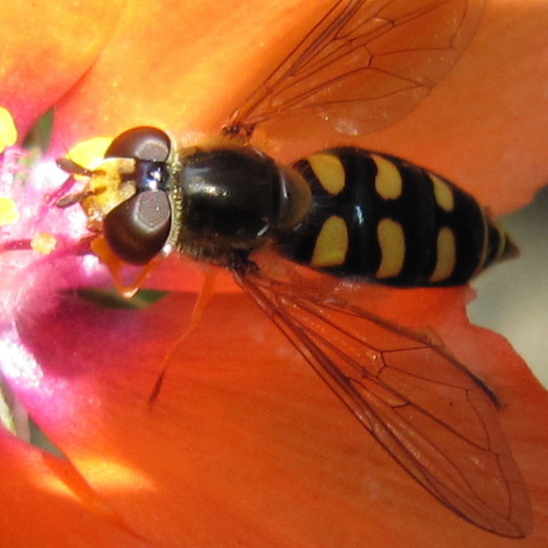 Eupeodes luniger hoverfly