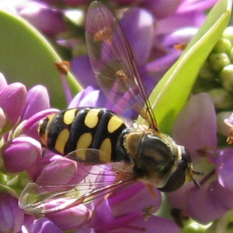 Eupeodes luniger hoverfly
