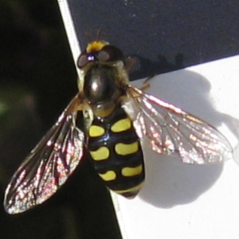 Eupeodes luniger hoverfly