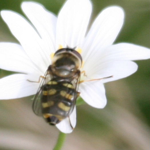 Eupeodes luniger hoverfly
