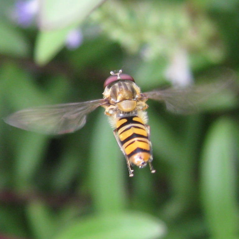 Marmalade hoverfly