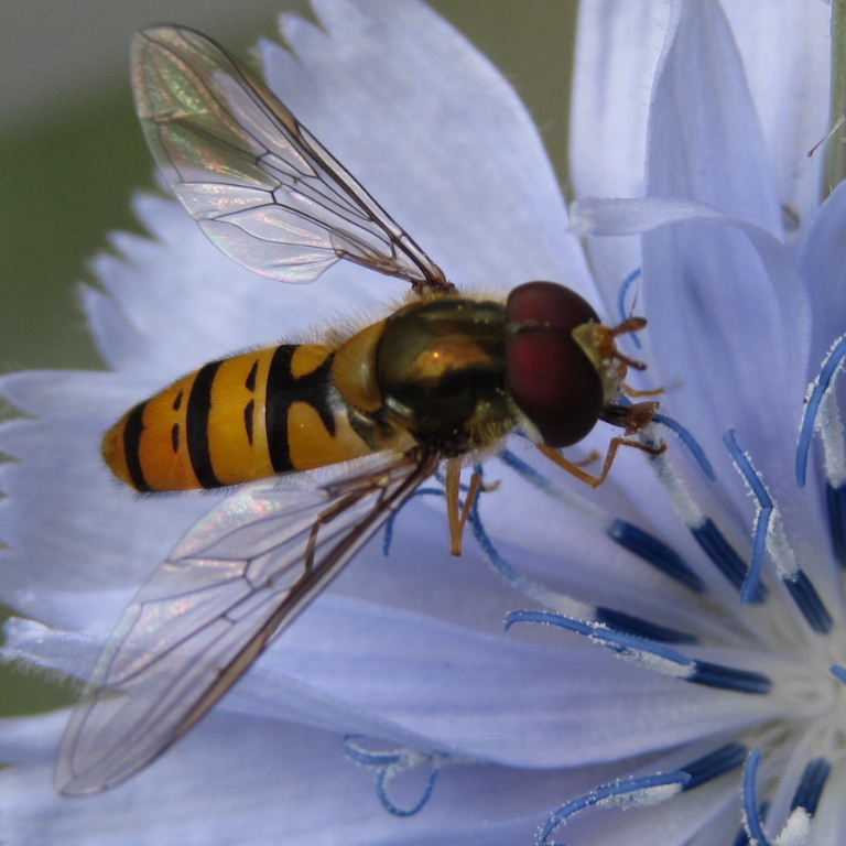 Marmalade hoverfly male on chicory