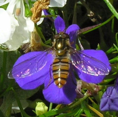 Marmalade hoverfly