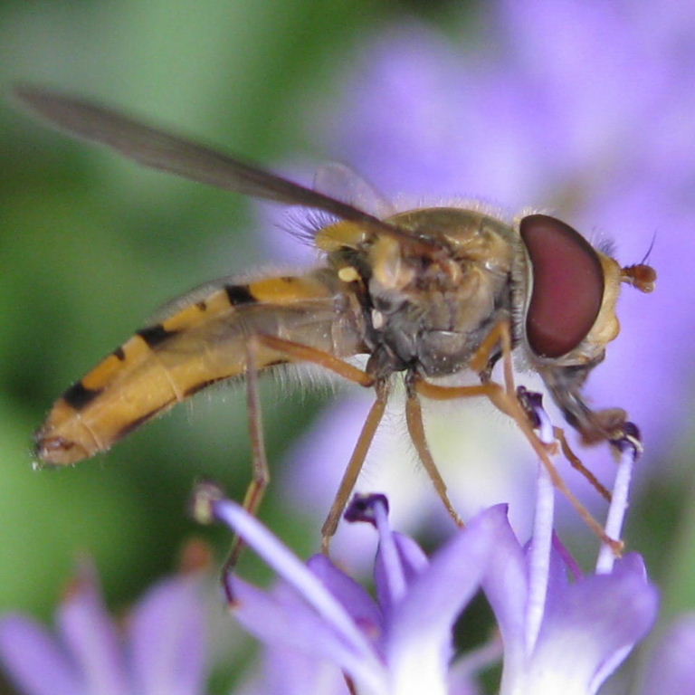 Episyrphus balteatus hoverfly