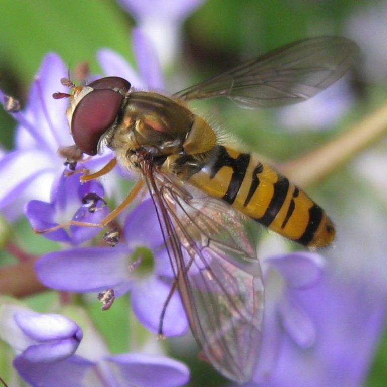 Marmalade hoverfly female