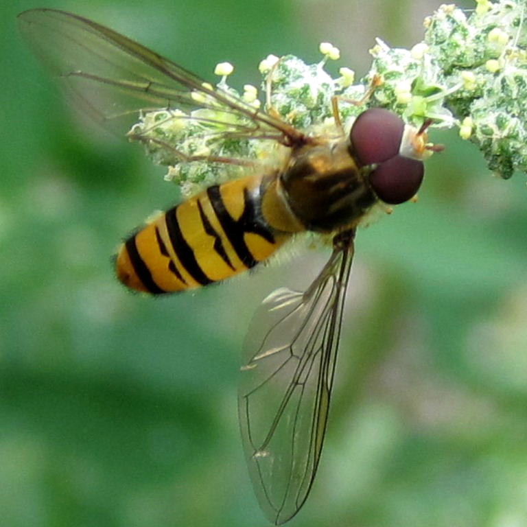 Marmalade hoverfly male