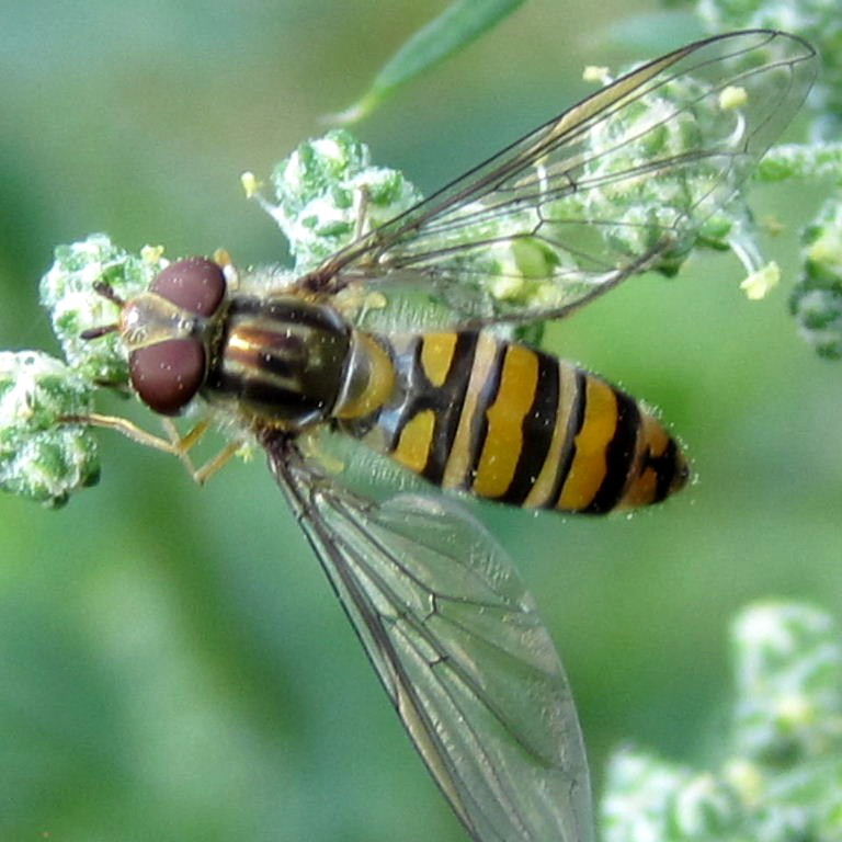 Marmalade hoverfly female