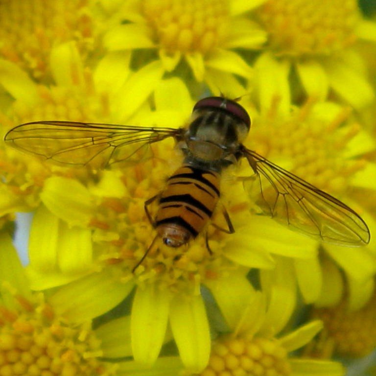Episyrphus balteatus hoverfly