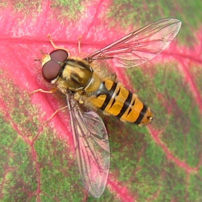 Marmalade hoverfly