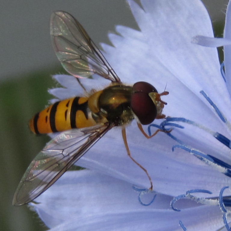 Marmalade hoverfly on chicory