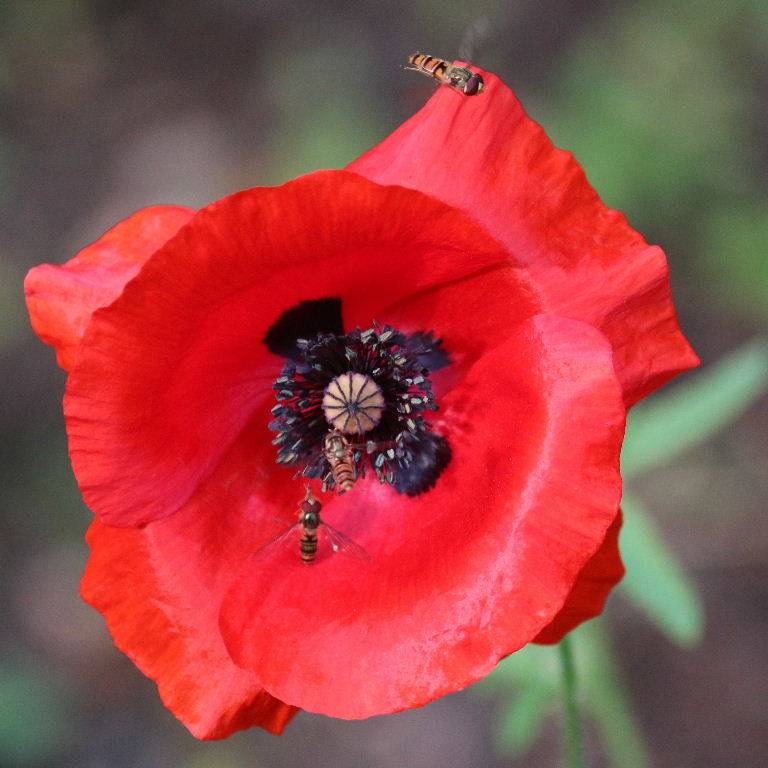 Marmalade hoverfly on Poppy