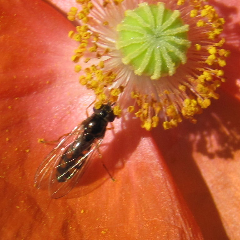Melanostoma mellinum hoverfly female