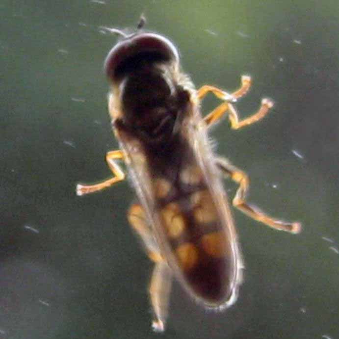 Melanostoma mellinum hoverfly male