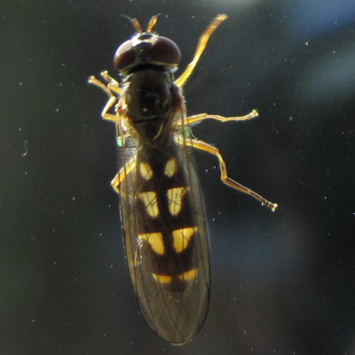 Melanostoma scalare hoverfly male