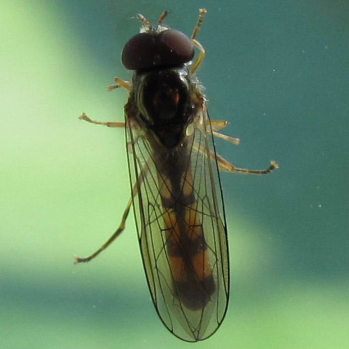 Melanostoma scalare hoverfly