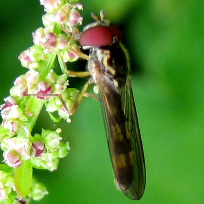 Melanostoma scalare hoverfly male