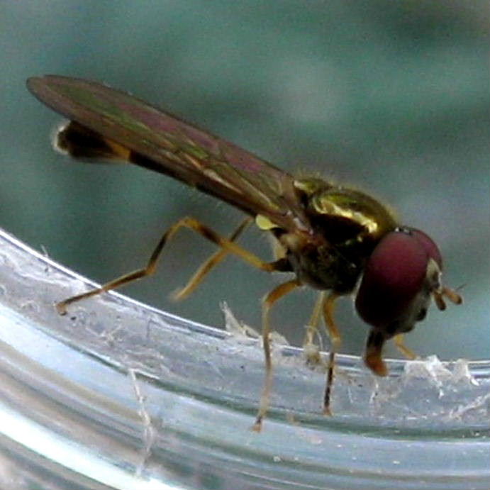 Melanostoma scalare hoverfly male