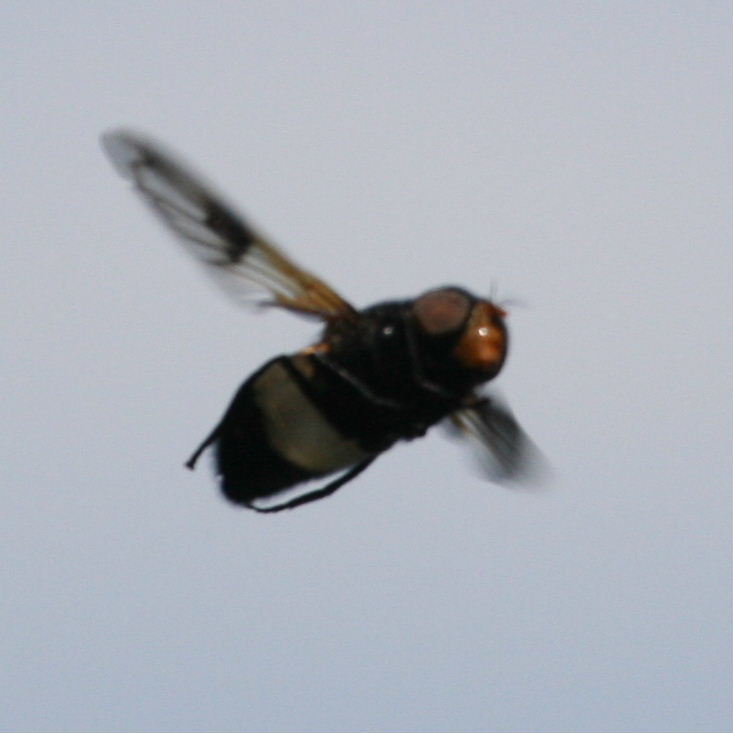Volucella pellucens hoverfly