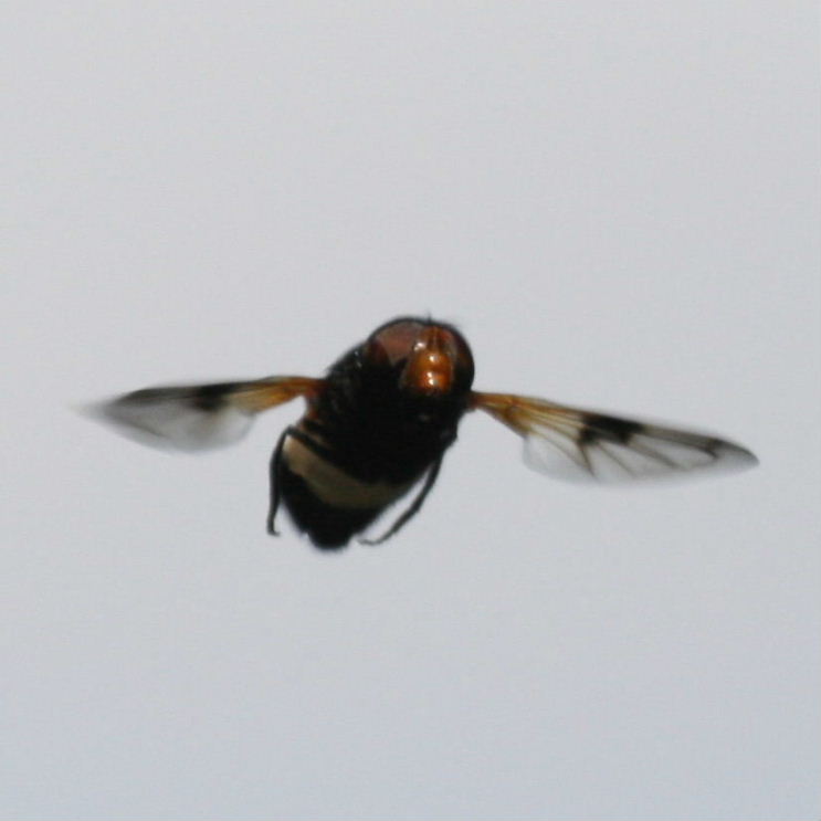 Volucella pellucens hoverfly