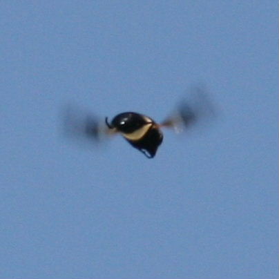 Volucella pellucens hoverfly