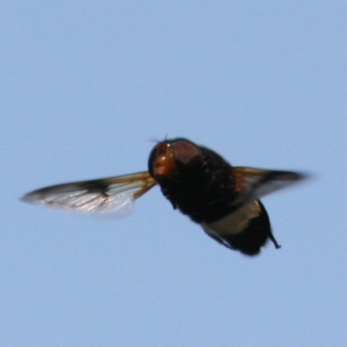 Volucella pellucens hoverfly