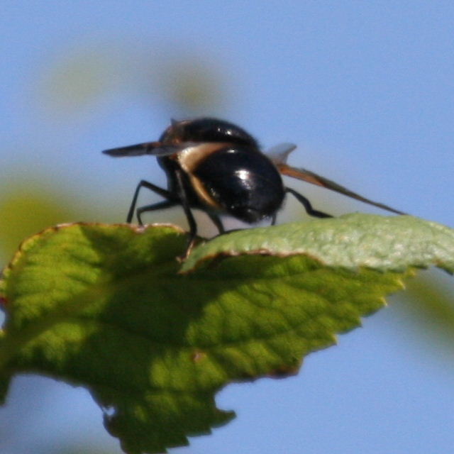 Volucella pellucens hoverfly