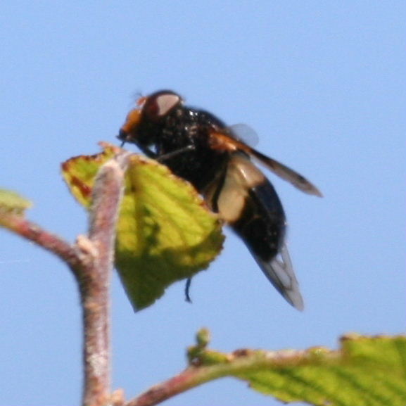 Volucella pellucens hoverfly