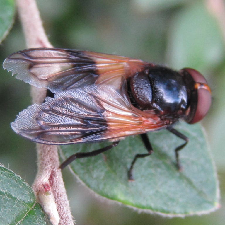 Volucella pellucens hoverfly