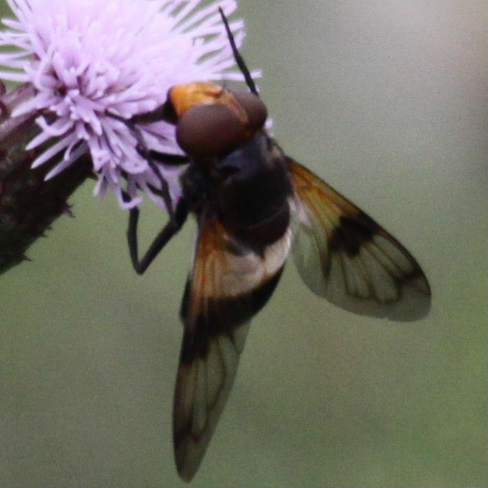 Volucella pellucens hoverfly