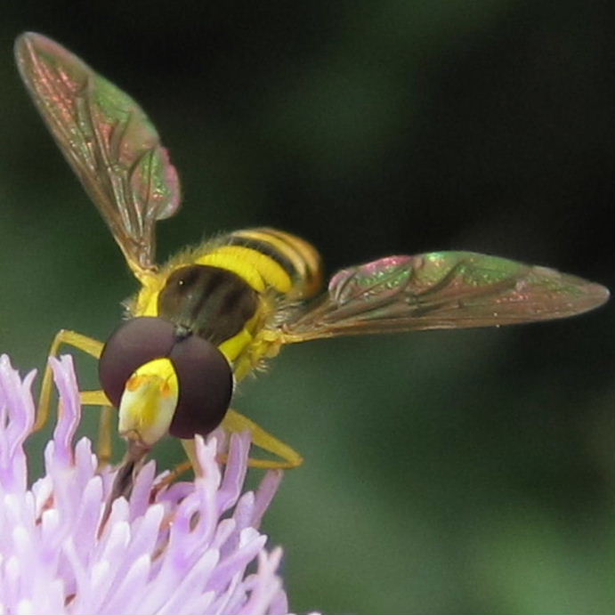 Sphaerophoria scripta hoverfly male