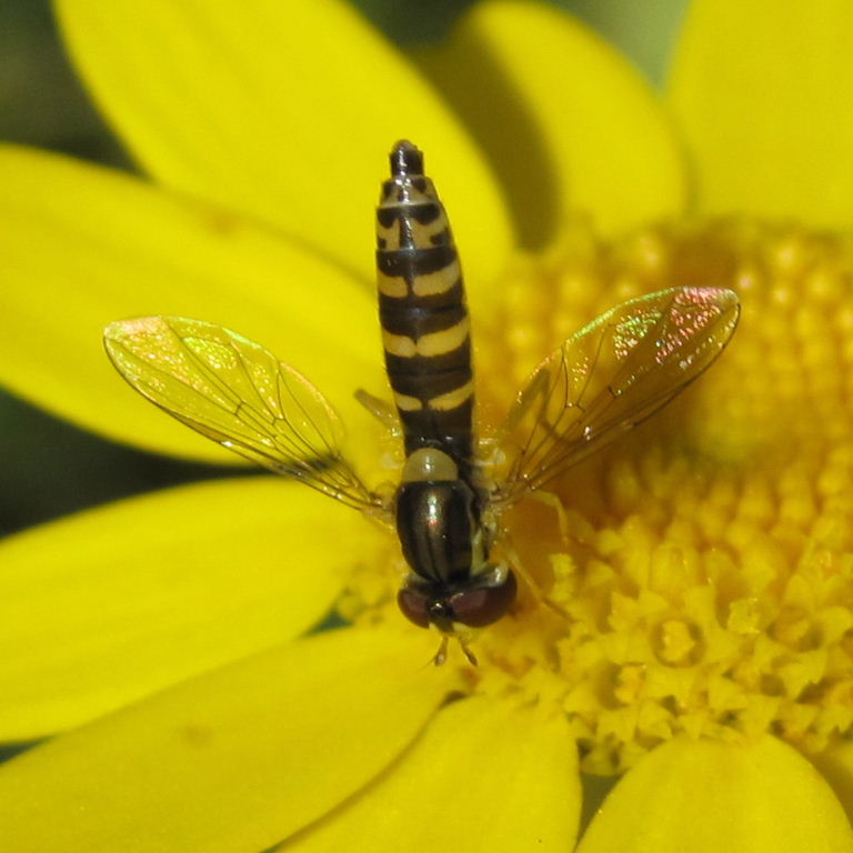 Sphaerophoria scripta hoverfly female