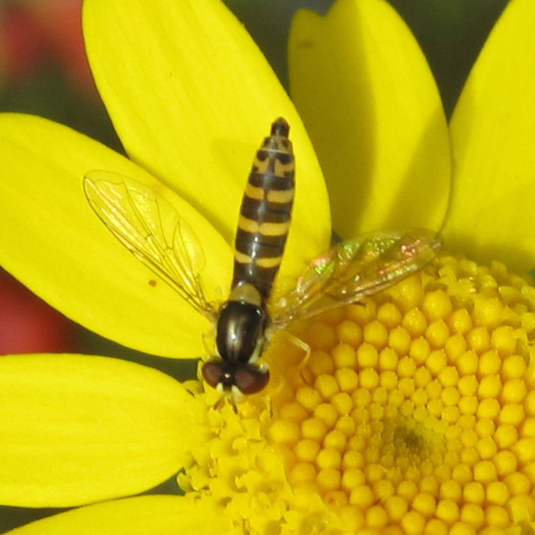 Sphaerophoria scripta hoverfly female