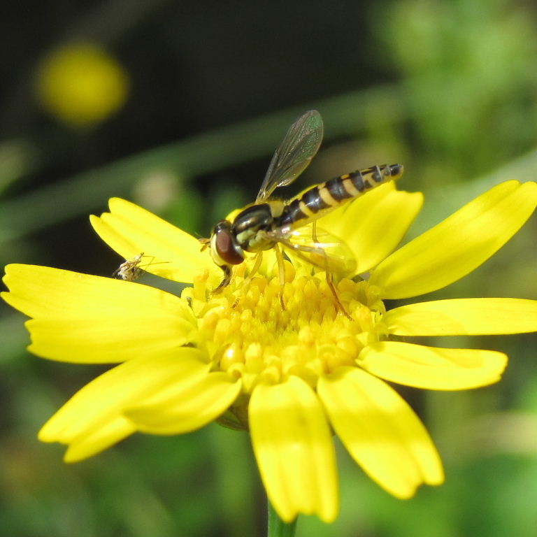 Sphaerophoria scripta hoverfly female