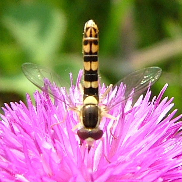 Sphaerophoria scripta hoverfly male