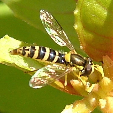 Sphaerophoria scripta hoverfly female
