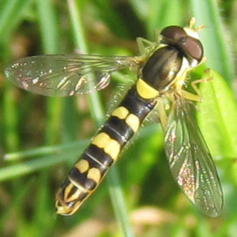 Sphaerophoria scripta hoverfly male