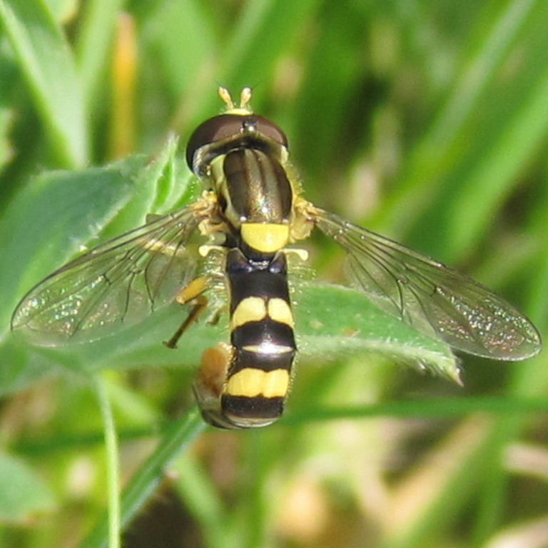 Sphaerophoria scripta hoverfly male