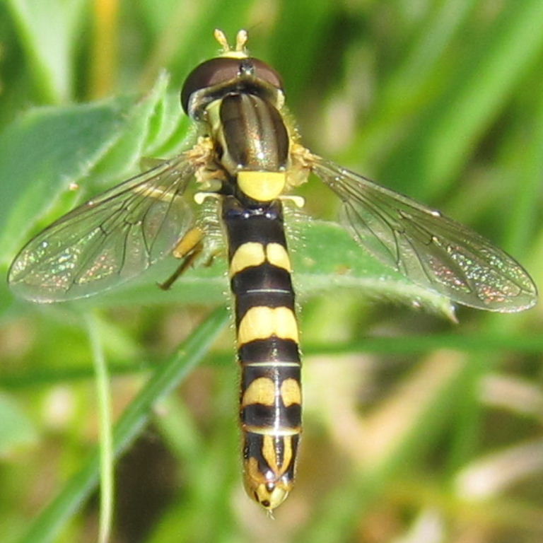 Sphaerophoria scripta hoverfly male