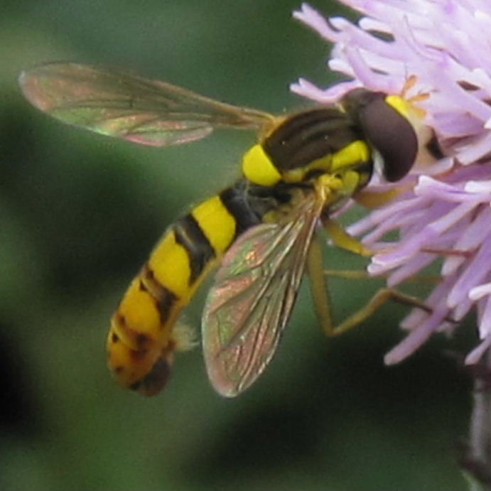 Sphaerophoria scripta hoverfly male