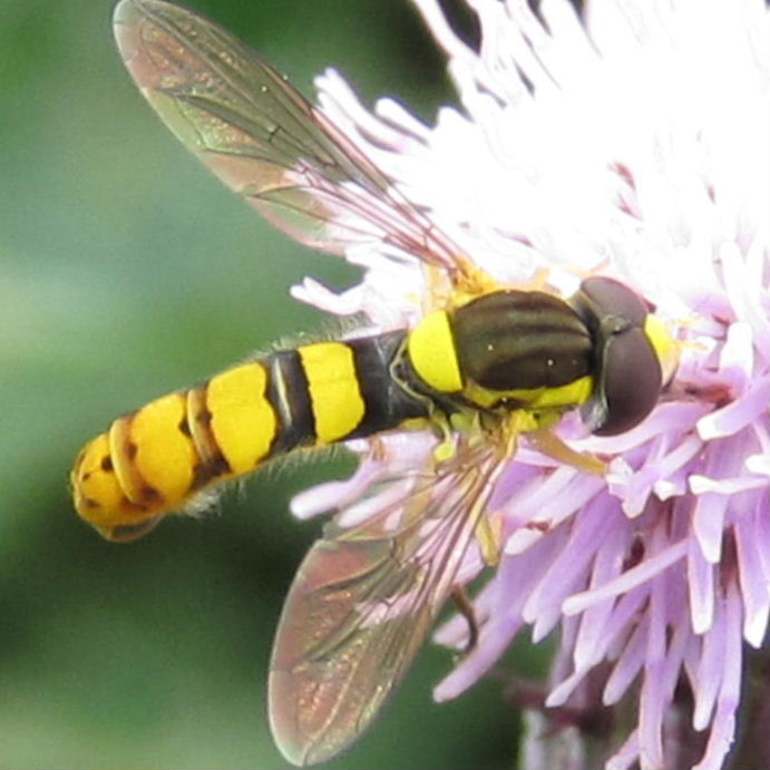 Sphaerophoria scripta hoverfly male