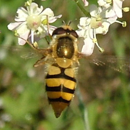 Epistrophe diaphana hoverfly