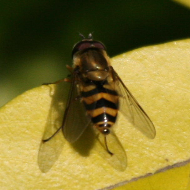 Epistrophe diaphana hoverfly