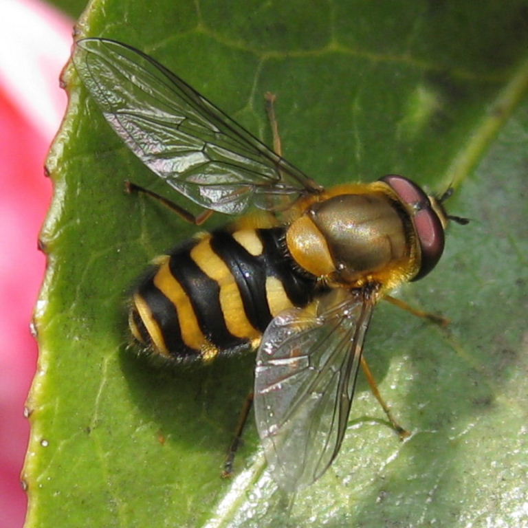 Syrphus ribesii hoverfly