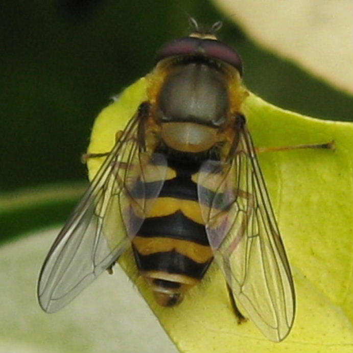 Syrphus ribesii hoverfly