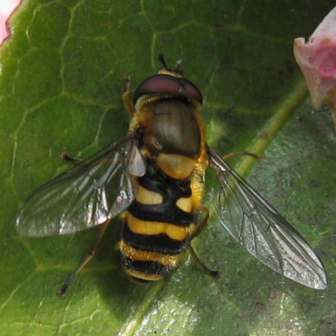 Syrphus ribesii hoverfly