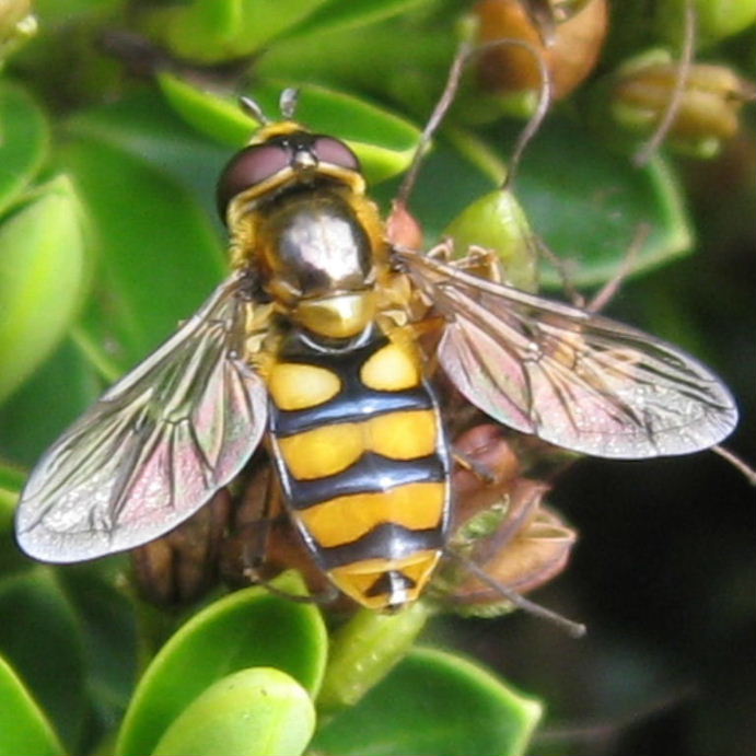 Eupeodes latifasciatus hoverfly